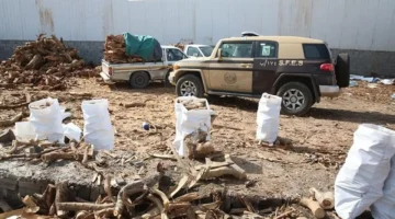 ضبط مواطن يخزن كميات ضخمة من الحطب المحلي بالمدينة المنورة بغرض بيعه